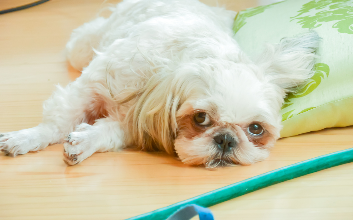 Asian amateur scene with horny Japan model Risa O.